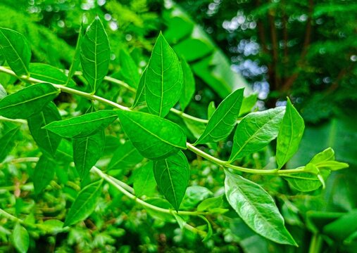 Beautiful green henna leaves (henna leaves)