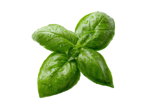 Fresh green basil leaves glistening with water droplets leaf herb, Isolated, Png Transparent Background