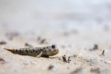 A mudskipper on land, close up 