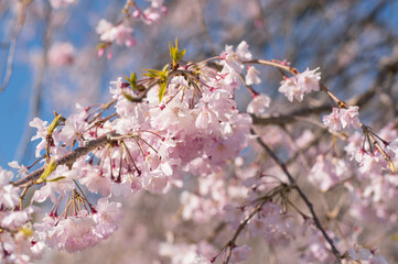 春の桜