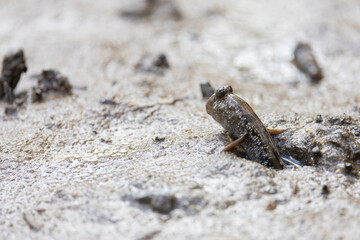A mudskipper on land, close up 
