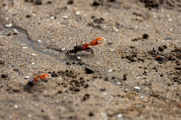 a pink clawed fiddler crab close up