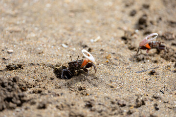 a pink clawed fiddler crab close up