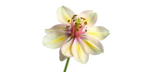 Fototapeta premium Delicate aquilegia bloom, vibrant petals, isolated on white, stem, plant
