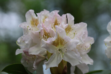 apple tree blossom