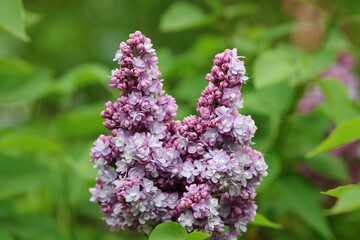 lilac flowers in the park