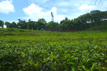 Lush Green Tea Plantation Landscape Under a Blue Sky at Munnar, Kerala, India Featuring Rolling...