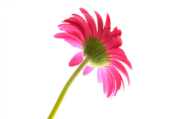 a pink flower with a green stem in a vase