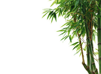 Fototapeta premium Lush green bamboo stalks and leaves with water droplets nature, Isolated, Png Transparent Background