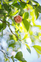 Beautiful Pink Camellia Flowers in Natural Light

