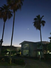 palm trees at night