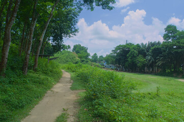 Obraz premium Scenic Path Through Lush Green Landscape Under Blue Sky in Rural Bangladesh Nature Scene