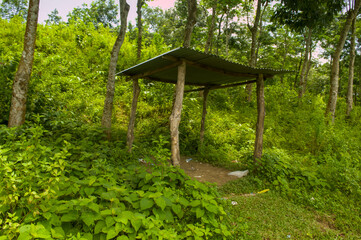 Serene Shelter in the Lush Green Forest A Peaceful Retreat in Nature Perfect for Relaxation and...