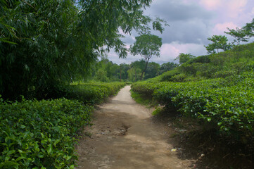 Obraz premium Scenic Dirt Path Through Lush Green Tea Plantation Assam India Cloudy Sky Nature Landscape Travel Photography