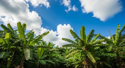 Banana Plantation Under Partly Cloudy Sky – Tropical Agricultural Landscape