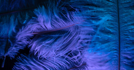 Fototapeta premium Colorful abstract macro of feather texture in vibrant blue, green, purple and white hues.