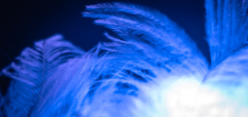 Obraz premium Colorful abstract macro of feather texture in vibrant blue, green, purple and white hues.