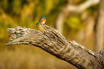 Nancy Island Bluebrid