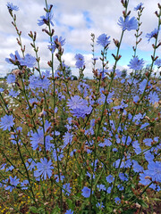 Vibrant chicory bushes flourishing in a lush meadow landscape