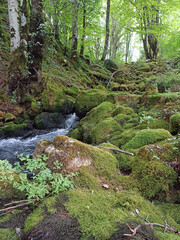 A serene forest stream cascading over moss-covered rocks in a shady woodland