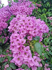 Stunning close-up of a vibrant purple bougainvillea flower in bloom