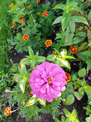 A bright zinnia flower standing out among thick green foliage