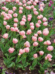 Aerial perspective of a brightly colored flower bed with tulips in bloom