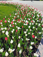Top view of a vibrant flower bed filled with blooming tulips in spring