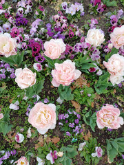 Captivating top view of a flower bed brimming with colorful blooming tulips