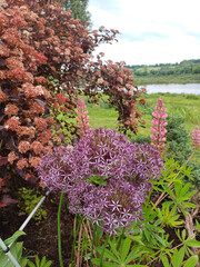 Vibrant giant allium and lupine flowers surrounded by lush green shrubbery