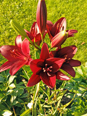 Close-up of a stunning burgundy lily flower with petals in full bloom