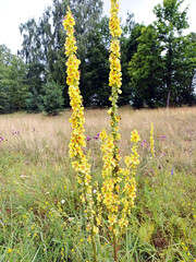 Vibrant yellow flowers of cow-wheat blooming in a serene forest glade