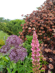 Stunning giant allium and lupine flowers nestled in lush garden shrubs