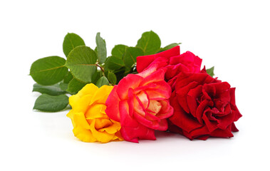 Bouquet of multicolored roses.