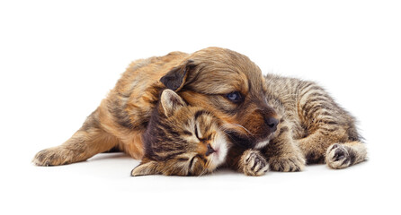 Puppy and kitten.