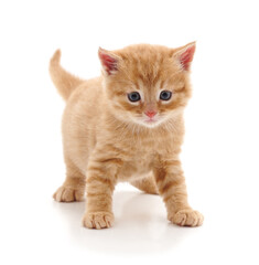 One brown kitten.