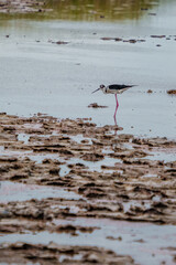 Black Necked Stilt