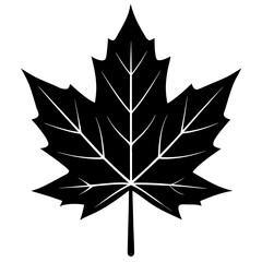 Black maple leaf silhouette with white veins vector