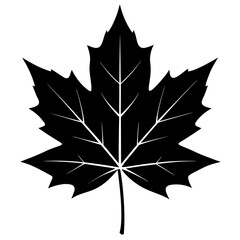 Black maple leaf silhouette with white veins vector