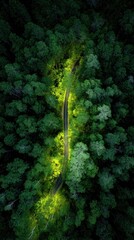 Forest Road aerial view with green trees and sunlight, travel concept