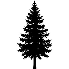 Tall evergreen tree silhouette pine tree black