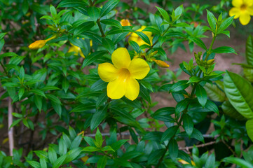 Vibrant Yellow Flower Blossoms Amidst Lush Green Foliage in a Garden Setting