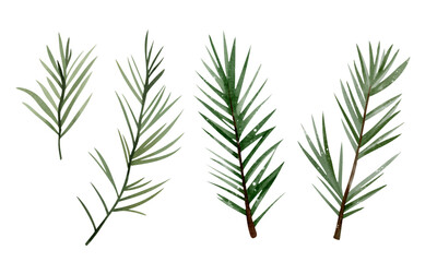 Watercolor pine branches set. Hand drawn greenery for winter and holiday designs. Natural and elegant style.