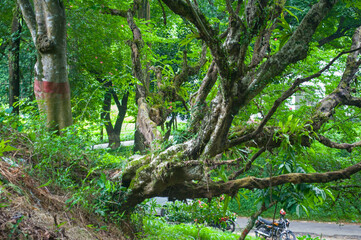 Lush green forest scene with ancient trees and vibrant foliage at an undisclosed location perfect...