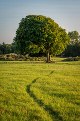 Lentevreugd, National park in Wassenaar, The Netherlands