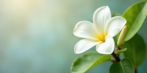Fototapeta premium Delicate white bloom adorns vanilla bean bunch , dessert, white background, food