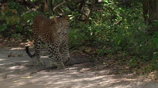Slow motion cinematic footage of Sri Lankan leopard walking in Wilpattu national park Sri Lanka jungle wildlife scene