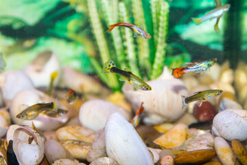 GUPPY, very common, small, colorful aquarium fish
