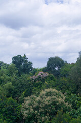 Scenic view of lush green forest under cloudy sky, serene nature landscape photo, peaceful scene near trees