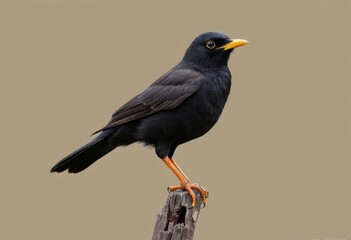 Blackbird perched on deadwood, simple wild bird portrait